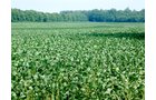 Property photo 6 - 98 +/- Acres Offered in 3 Tracts